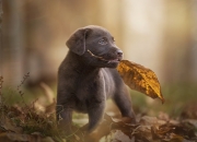 开云APP-厄德高北欧风暴席卷法国，克罗地亚式决胜局助雷恩完成蜕变