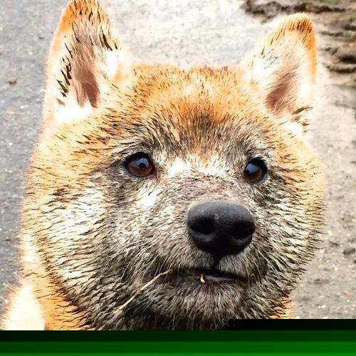 鹈鹕关键战突围开拓者，乔治表现堪称教科书